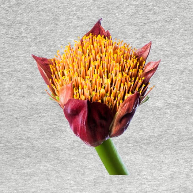 Paintbrush Lily (Scadoxus) in Flower by scotch